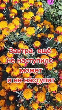 Жизнь