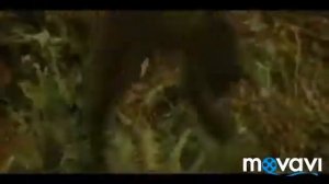 Оборотни (Брат за брата песня)