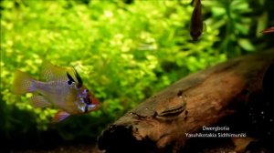 Barbus Oligolepis, Microgeophagus Ramirezi en Yasuhikotakia Sidthimunki