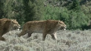 Smilodon Fatalis: Saber Tooth Cat part 4/4 final