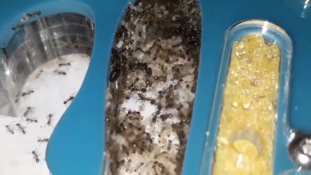 pheidole megacephala - INSIDE THE NEST!