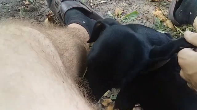Как собака себя любит 2 #dachshund | Собаки Собачий день Собачья жизнь Про собак Собачье видео