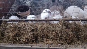 Дашины пушистые питомцы