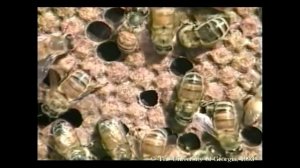Что есть что в улье? Год из жизни пасеки Серия 2.1 часть 1