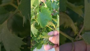 Симптомы нехватки цинка по листу винограда и ежевики.