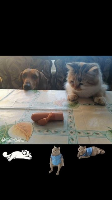 #такса #собакадруг#любимыйпитомец#кот #приколы#еда #общепит #сосиска #ждун #обед#котейка #перекус#🤗