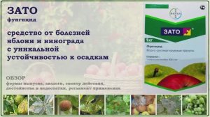 Зато - средство от болезней яблони, груши и винограда с уникальной устойчивостью к осадкам. Обзор