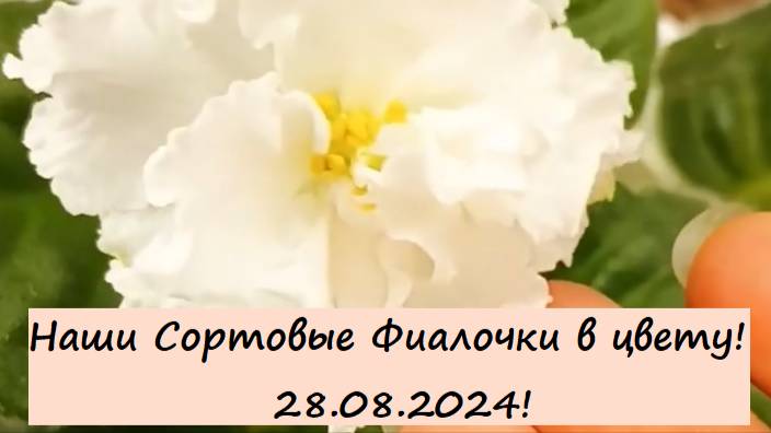 Наши Сортовые Фиалочки (Сенполии) в цвету! 28.08.2024!