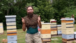 Как сделать пчелиную бороду? (Канада) - Как развлекаются пчеловоды? Борода из пчел!
