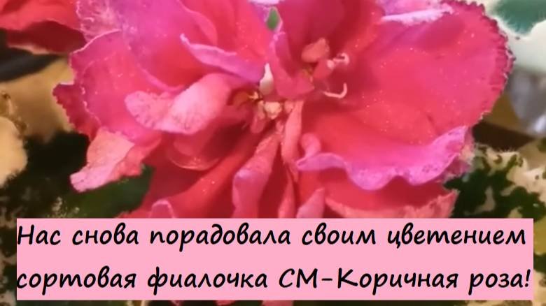 Нас снова порадовала своим цветением сортовая фиалочка (сенполия) СМ-Коричная роза!