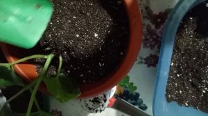 🥒ПЕРЕВАЛКА ОГУРЦА БЕЗ ПОСЛЕДСТВИЙ!