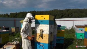 Башкирский мёд. Семейная пасека Давлетшиных. Башкирия. Южный Урал на машине. 6 серия