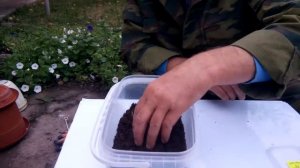 Дендробена. Начало эксперимента по просьбе подписчиков.