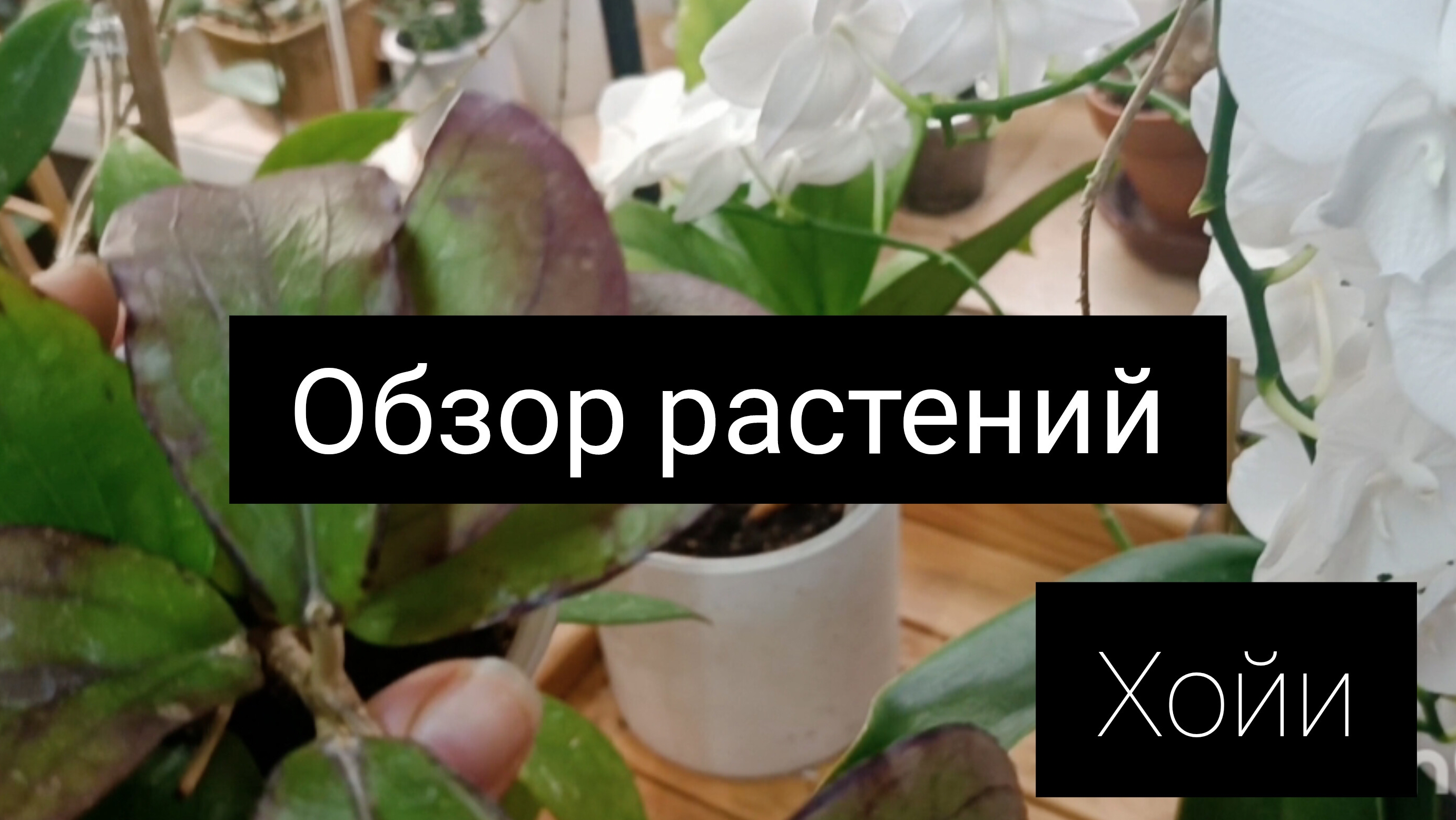 обзор растений ( хойи Январь 2025☘️✨🌿)
