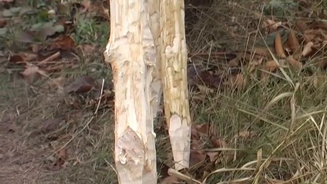 Бесплатный забор. Колья для забора смотреть онлайн