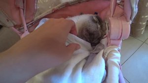 Кевин - невоспитанный кот. Выгнал Катюшку