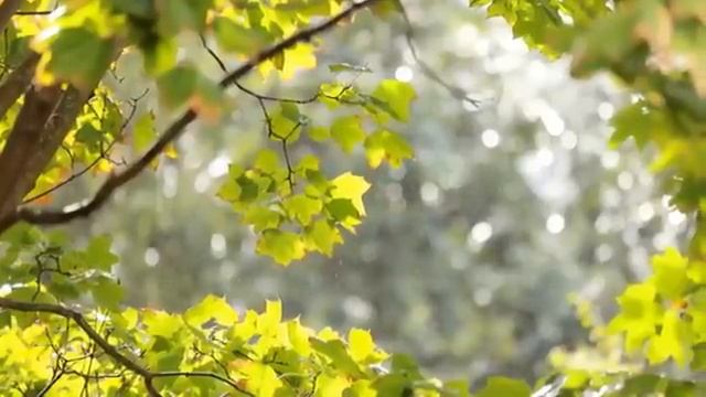 МЕТЕОЗАВИСИМОСТЬ*ИСЦЕЛЕНИЕ МУЗЫКОЙ С ВОЛШЕБНЫМИ АЛЬФА ВОЛНАМИ