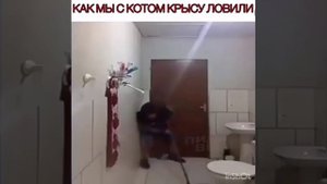 Как мы с котом крысу ловили