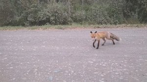 Лиса Патрикеевна