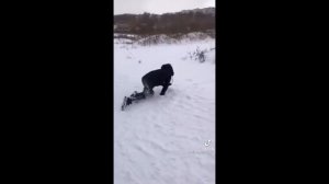 дикий снюсоед