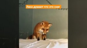 лиса прыгает в одеяло думая что это снег