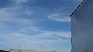 щуры атакуют пасеку