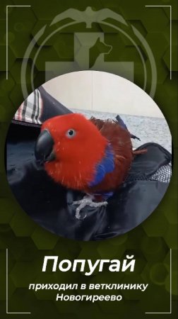 Попугай Эклектус ,15 лет, пришел на подрезку когтей. Клиника БиоВет Новогиреево.