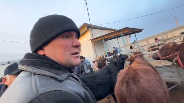 хазорасп мол бозори нархлари