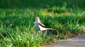 7534954-uhd_3840_2160_30fps