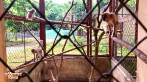 Dad's sad mood when watching videos of Monkey Kaka and Monkey Mit