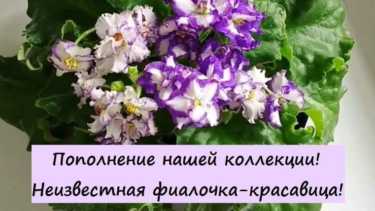 Пополнение нашей коллекции! Скоро обзор новиночек! Часть 2: Неизвестная фиалочка-красавица!