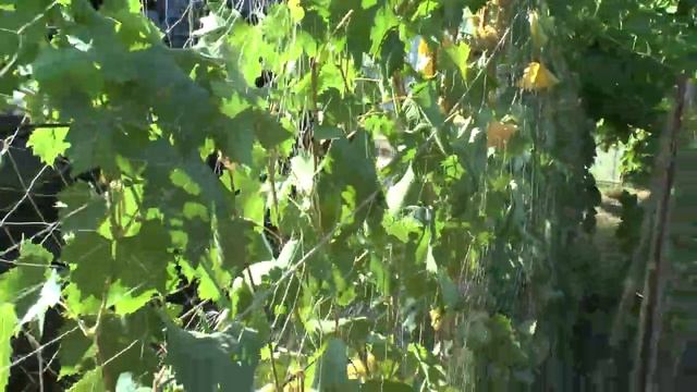 Бианка винный сорт винограда