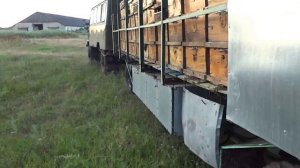 бороды из пчел