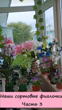 Наши сортовые фиалочки. Часть 3. 💖🌺🌸💐