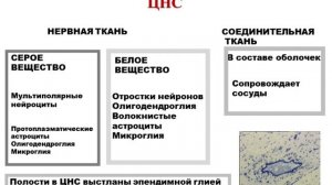 Лекция 2. Нервная система | Князева Л.А.