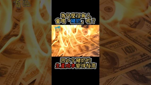 為什麼沒有人會喝「豬奶」呢？（廣東話附中文字幕）｜知識盲區｜Benjaman王子