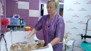 Французский бульдог у грумера. Вы серьёзно? Процедуры во время линьки.