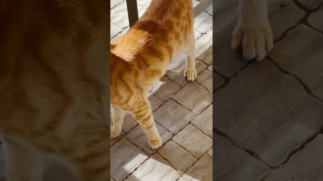 🐟🐱 Unveiling the Secret of Meows: Cat Translator Reveals Feline Hunger  #catvideo  #catlovers #cat