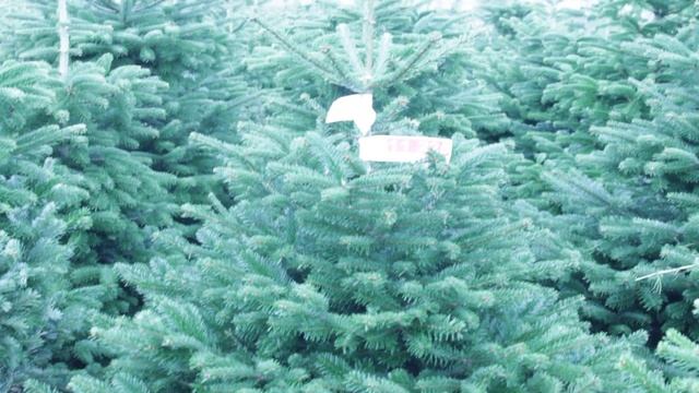 11 225 Пихта Нордмана срезанная  1.25 – 1.50 м