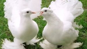 Голуби