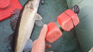 17 июня 2024 г. Судак на кружки