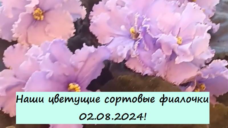 Наши цветущие сортовые фиалочки (сенполии) 02.08.2024! Для заказа пишите WhatsApp 89101614167