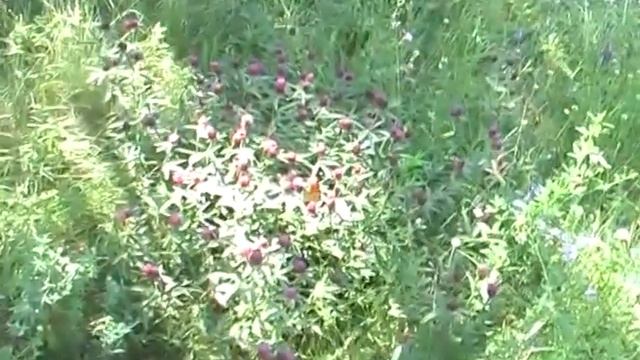 Клевер луговой, клевер красный Наш травник смотреть онлайн