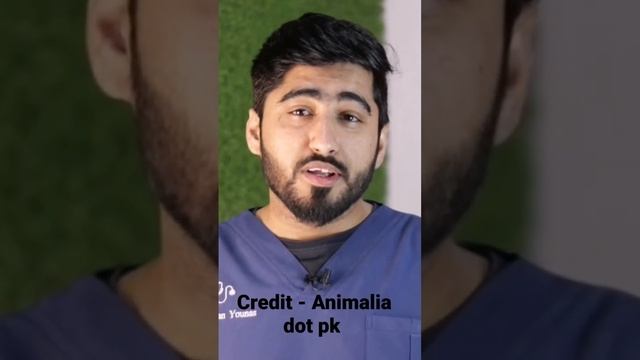 Dry pet food reality‼️|5 common questions|vet Furqan|#animaliadotpk |full video link in description