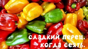 Сладкий перец. Когда сеять.