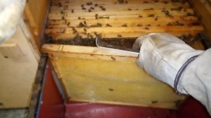 Весеннее развитие в павильоне