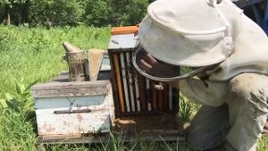 Иан Степплер: дальнейшая работа с радикально разделенными слабыми семьями (Канада)