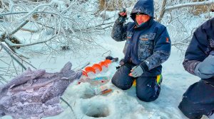 Экстремальная рыбалка! Нашли судака и щуку в корягах. Комбайны гнут лещи и язи!