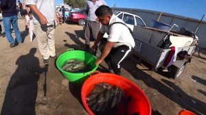 SHOVOTDA BALIQLAR YANA QIMMATLADI BALIQLAR NARXLARI YANA OSHDI BUNGA KIM JAVOB BERADI ?