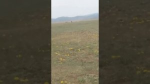 аът чарыжы аржаан